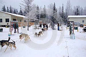 Dogsleding in Alaska