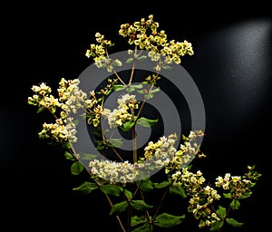 Dogtongue or dog tongue wild buckwheat - Eriogonum tomentosum - is an herbaceous perennial that produces many creamy white to