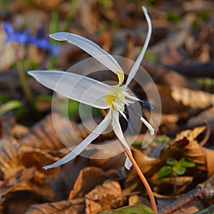 Dogtooth flower