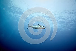 Dogtooth tuna