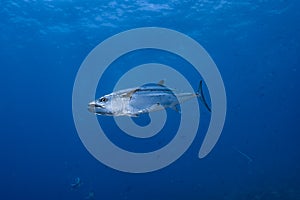 Dogtooth Tuna Gymnosarda unicolor