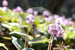 Dogtooth violet