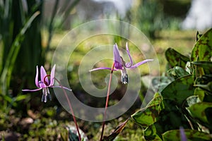 Dogtooth Violet