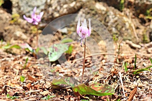 Dogtooth violet