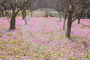 Dogtooth Violet Colony