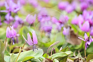 Dogtooth Violet Colony