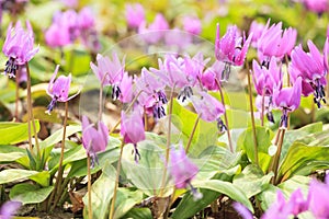 Dogtooth Violet Colony