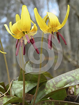 Dogtooth violet (Erythronium americanum)