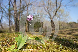 Dogtooth violet flower