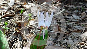 Dogtooth violet in Italy