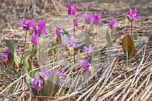 Dogtooth violet wild flowers magenta spring erythronium meadow