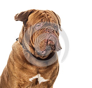 Dogue de bordeau wearing a dog, isolated on white