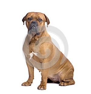 Dogue de Bordeaux (1 year)