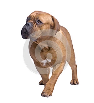 Dogue de Bordeaux (1 year)