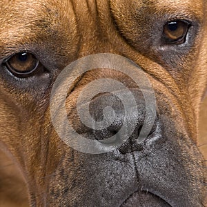 Dogue de Bordeaux (1 year)
