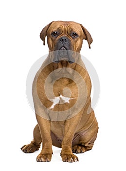 Dogue de Bordeaux (1 year)