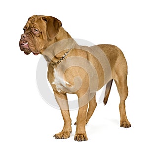 Dogue de Bordeaux (10 months)