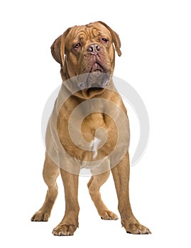 Dogue de Bordeaux (13 months)