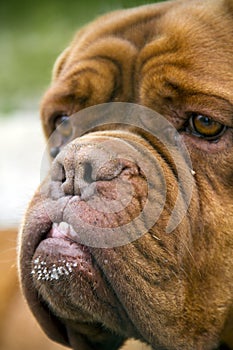 Dogue de Bordeaux