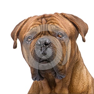 Dogue de Bordeaux (2 years)