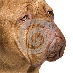 Dogue de Bordeaux (2 years)