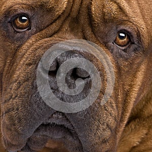 Dogue de Bordeaux (2 years)