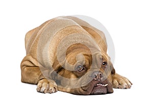 Dogue de Bordeaux (3 years)