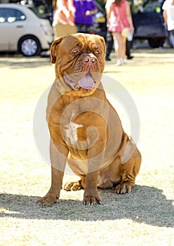 Dogue de Bordeaux