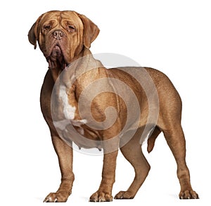 Dogue de Bordeaux, 7 years old, standing