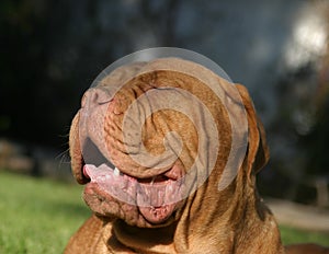 Dogue de Bordeaux Adult Female #2