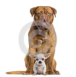 Dogue de Bordeaux and baby Chihuahua sitting, facing, isolated