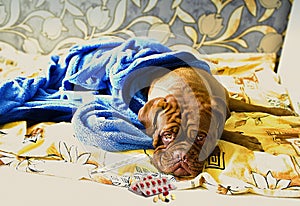 Dogue de Bordeaux in bed