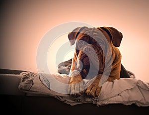 Dogue de Bordeaux in a bed