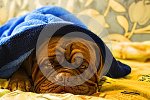 Dogue de Bordeaux in a bed
