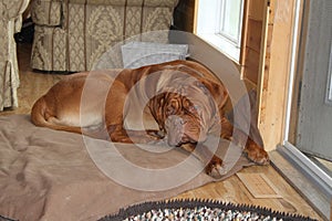 Dogue de bordeaux on bed