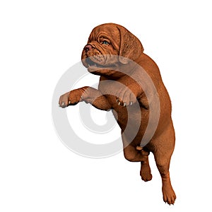 Dogue de bordeaux, bordeaux mastiff, french mastiff or bordeauxdog in a white background