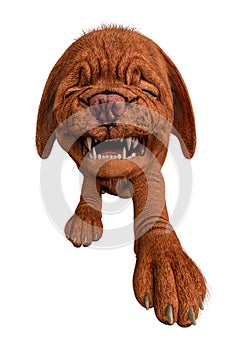 Dogue de bordeaux, bordeaux mastiff, french mastiff or bordeauxdog in a white background
