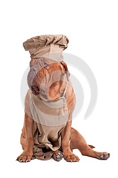 Dogue de bordeaux dressed like chef isolated