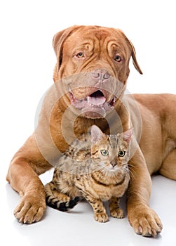 Dogue de Bordeaux (French mastiff) and Bengal cat (Prionailurus