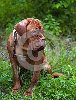 Dogue de Bordeaux on the grass