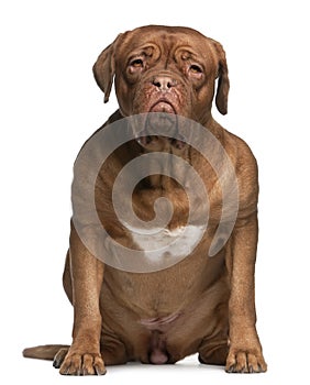 Dogue de bordeaux, 2 and a half years old