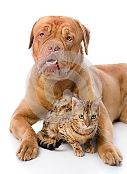 Dogue de Bordeaux and leopard cat (Prionailurus photo