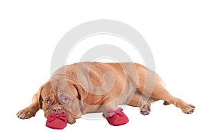 Dogue de bordeaux lying next to red slippers