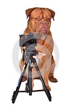 Dogue De Bordeaux photographer with camera