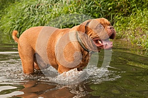 Dogue De Bordeaux playing in forest river photo