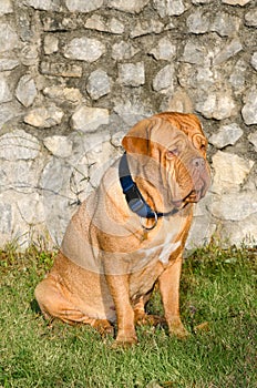 Dogue De Bordeaux portrait