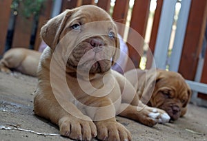 Dogue de Bordeaux Puppy