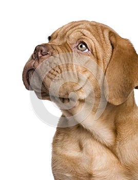 Dogue de Bordeaux puppy (2 months)