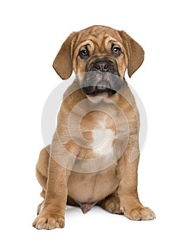 Dogue de Bordeaux puppy (2 months)