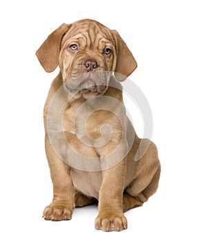 Dogue de Bordeaux puppy (2 months)